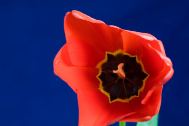 Similar image 1186775