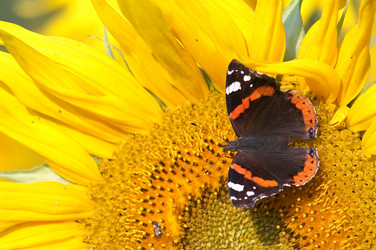 Similar image 1186794