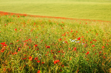 Similar image 1186831