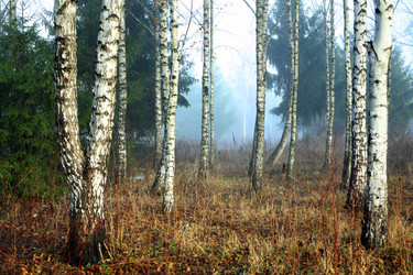 Similar image 1187137