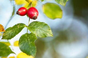 Similar image 1187228