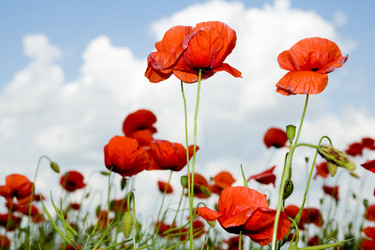 Similar image 1187599