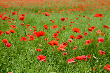 Similar image 1187610