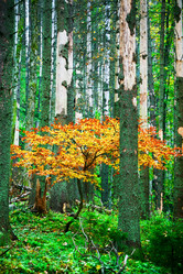 Similar image 1187612