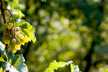 Similar image 1187744