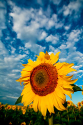 Similar image 1187833