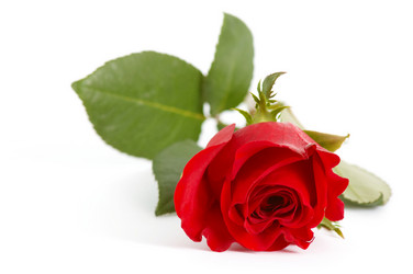 Similar image 1188072