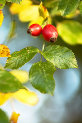 Similar image 1188149