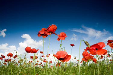 Similar image 1188165