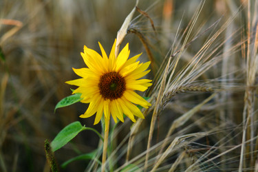 Similar image 1188614