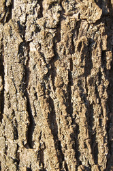 Similar image 1188880