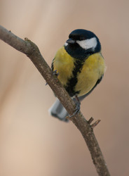 Similar image 1193002