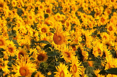 Similar image 1193634