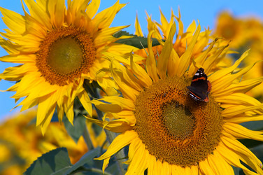 Similar image 1193636