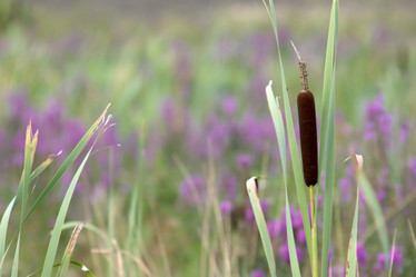 Similar image 1194111