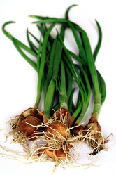 Similar image 1194296