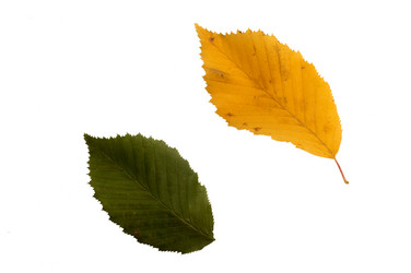 Similar image 1194383