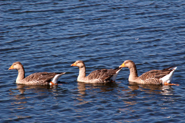 Similar image 1194387