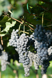 Similar image 1194453