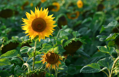 Similar image 1194490