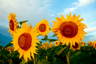 Similar image 1194495