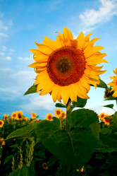 Similar image 1194496