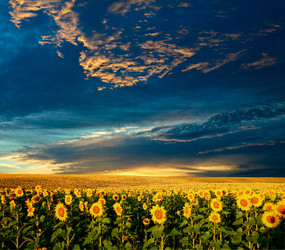 Similar image 1194514