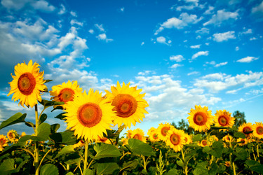 Similar image 1194517