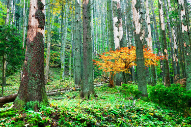 Similar image 1194621