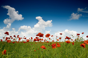 Similar image 1194724