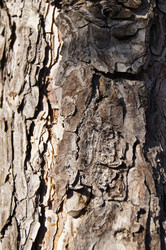 Similar image 1195143