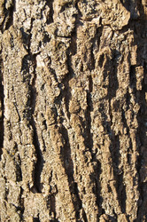 Similar image 1195292