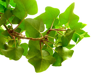 Similar image 1196100