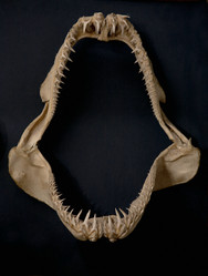 Similar image 1197216