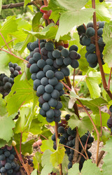 Similar image 1198258