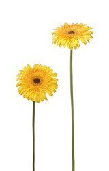 Similar image 1198281