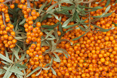 Similar image 1198319