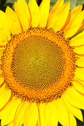 Similar image 1198341