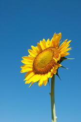 Similar image 1198342