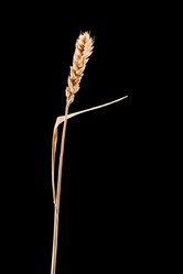 Similar image 1198364