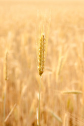 Similar image 1198374