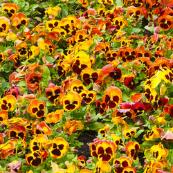 Similar image 1198463