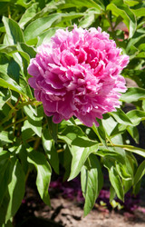 Similar image 1198467