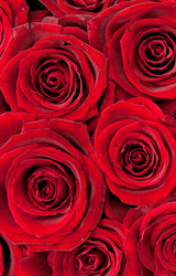 Similar image 1198476