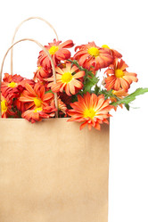 Букет из красных хризантем в бумажном пакете на белом фоне - agorohov