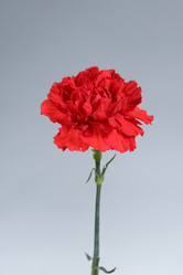 Similar image 1199817