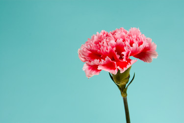 Similar image 1199818