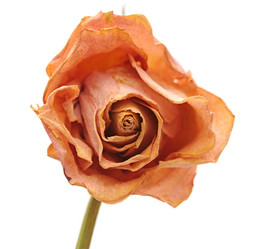 Similar image 1203325