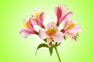 Similar image 1204212