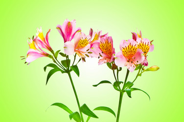 Similar image 1204279